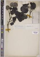 Image result for Phyllanthus nummulariifolius