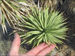 Their fruit, the production of which requires increasingly rare cool wet springs, does not fall easily from the tree, occasionally hanging on for more than a year. Vegetation Around Las Vegas Joshua Tree Yucca Brevifolia