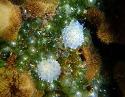 Image result for Selago coerulea