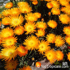 Image result for Lampranthus spp.