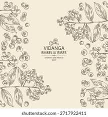 Image result for Embelia libeniana