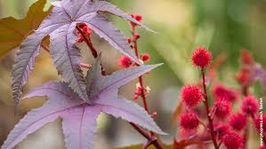 Rizinus gehört zu den ältesten heilpflanzen. Rizinus Ricinus Communis Pferde World