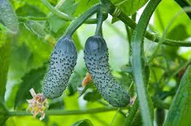 Please make sure you keep the transparent germination domes on the pods until sprouts reach them. How Long Does It Take For A Cucumber To Grow Greenhouse Today