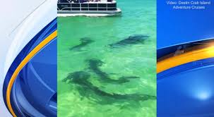 Crab island might not be an actual island in the strictest sense, but just like a real island, the only way to get there is by boat. Four Hammerhead Sharks Surprise Boaters At Crab Island In Destin Wkrg News 5
