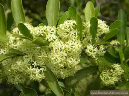 Image result for Gymnosporia glaucophylla