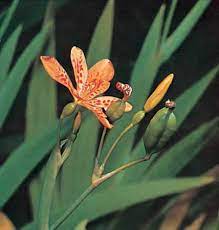 If you are not sure of the flowering times just look on the plant tags. Perennial Plant Identification Foliage Like An Iris Flower Like A Lily