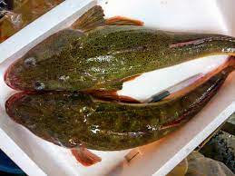旬の魚】こち～関西ではふぐと並び称される夏の白身魚 | さかなの仕入れ屋|大阪で美味しい魚を安く仕入れる