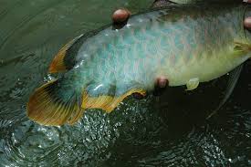 Arwana red banjar umur sebulan pale lampu warna merah dan putih arwana arowana red banjar banjar red super red golden. Banjar Red Second Red Yellow Tail M K Arowana Aquarium Facebook