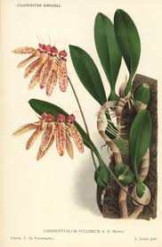 Image result for Bulbophyllum longiflorum