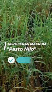 Image result for Acroceras macrum