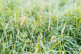 We did not find results for: 12 Best Ornamental Grasses For Your Landscape