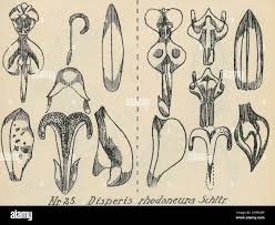 Image result for Disperis kilimanjarica