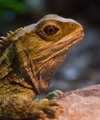 Die Bruckenechse Uberlebenskunstlerin Aus Der Dinosaurier Ara My Animals Bruckenechse Echse Bedrohte Tiere