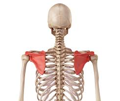 A false joint is formed where the shoulder blade glides against the thorax (the rib cage). Scapula Stability My Family Physio