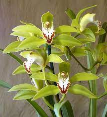 Cymbidium Lowio Grandiflorum Clearview Orquideas Flores Jardim