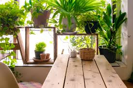 Check spelling or type a new query. 7 Best Indoor Plants For Air Quality Air Purifying Houseplants For Your Home