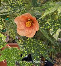 Image result for Abutilon sp.no.2