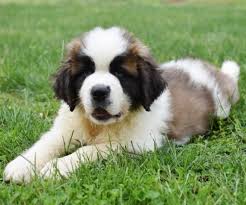 St Bernard Puppies For Sale Grand Rapids Mi Puppies Puppies For Sale St Bernard Puppy