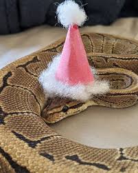 He has at least nine snakes: Turns Out Hats On Snakes Are A Thing And There S A Community Celebrating It 50 Pics Laptrinhx