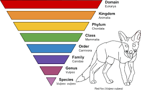Image Result For Genus Taxonomy Biology Taxonomy Domain Biology