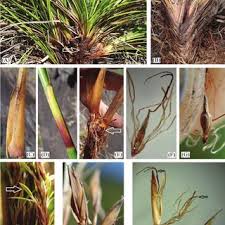 Image result for Costularia natalensis