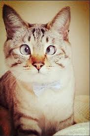 Pin By Muge Duysak Altin On Ben Aslinda Kedi Sevmem Animals Cats Kitty
