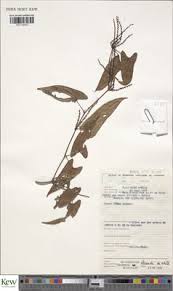 Image result for Dioscorea praehensilis
