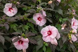 White hibiscus plant near me. Hardy Hibiscus Plant Care Growing Guide