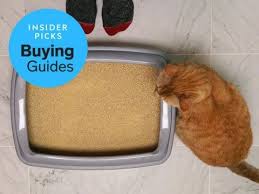 The Best Natural Cat Litter You Can Buy Business Insider Natural Cat Litter Natural Cat Cat Litter