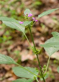 Image result for Dicliptera carvalhoi