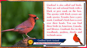 Spirit animals can provide guidance on: Cardinal Spirit Animal Totem Meaning Messages And Symbolism Zsh