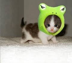 4.4 out of 5 stars 247. Animal Animal Costumes Animals Cat Cats Cute Inspiring Picture On Favim Com