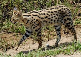 Savannah cat is a domestic hybrid cat breed. Serval Wikipedia