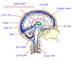 لدماغ مركز التحكم الرئيسي في الجسم حيث يستقبل المعلومات الواردة من أعضاء الحس عما يجري داخل الجسم وخارجه ويحللها بسرعة ويرسل الرسائل الملا map map screenshot