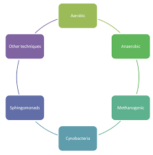 Image result for xenobiotics