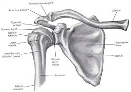The shoulder is the most movable joint in the body. Shoulder Pain Pt 1 Chidori Massage