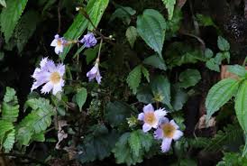 Image result for Primulaceae