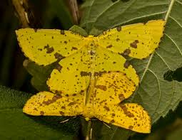 Image result for Xanthoconium sp.