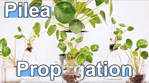 The proper time to propagate pilea plants is either during spring or in early summer. How To Propagate Pilea Peperomioides Chinese Money Plant Youtube