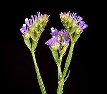 Limonium Sinuatum Wikipedia