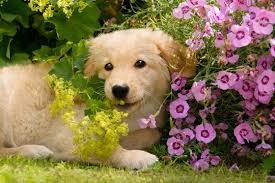 Check spelling or type a new query. Golden Retriever Puppy Playing With Flowers In A Garden Stock Photo Adobe Stock