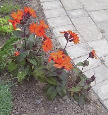 Orange flowers fast hand delivery for all occasions. Photo Of The Entire Plant Of Arkwright S Campion Silene Orange Zwerg Posted By Sunnyborders Garden Org