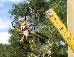 Argiope Spider August 18 2013 Texas Insect Identification Tools