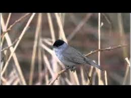 Bird Sounds Birds Singing Listen Nature Sounds Blackcap Bird Call Bird Song Bird Calls Nature Sounds Song Bird