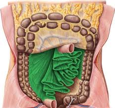 Digestive System Development Creative Diagnostics