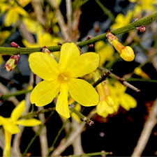 Image result for Jasminum nudiflorum
