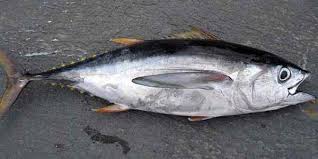 If this sounds like your type of meal (or just want some variety!), then try out one these catfish recipes! Types Of Fish With Their Name Picture And Flavor Best Guide