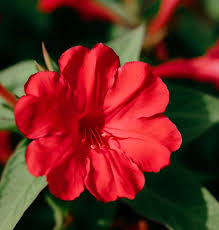 Image result for Mirabilis jalapa