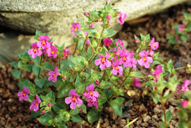 Image result for Diclis tenella