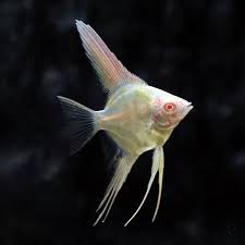 Albino Angelfish Angel Fish Albino Animals Salt Water Fishing